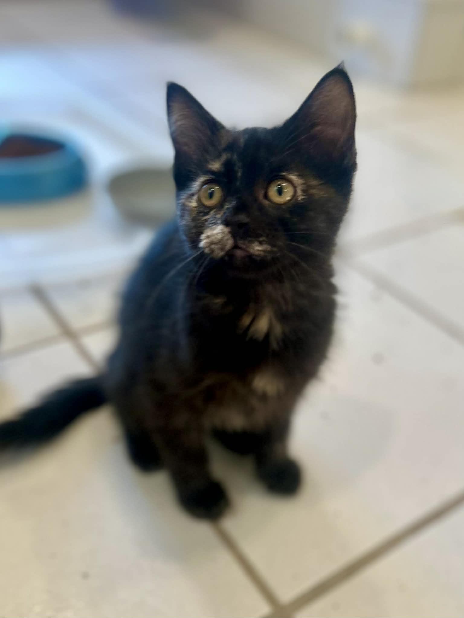 Enlarge Saphire, an adopted Domestic Short Hair in Battle Creek, MI image 1/1