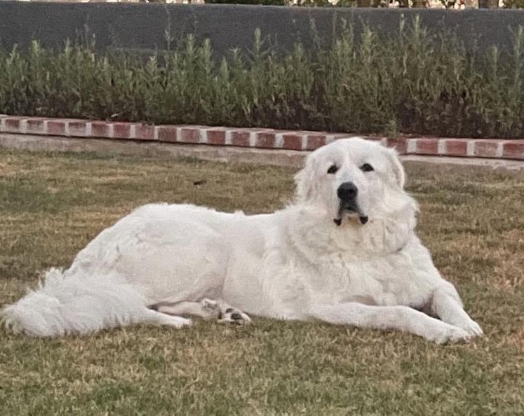 Rover, Adoptable, Adult Male Great Pyrenees.