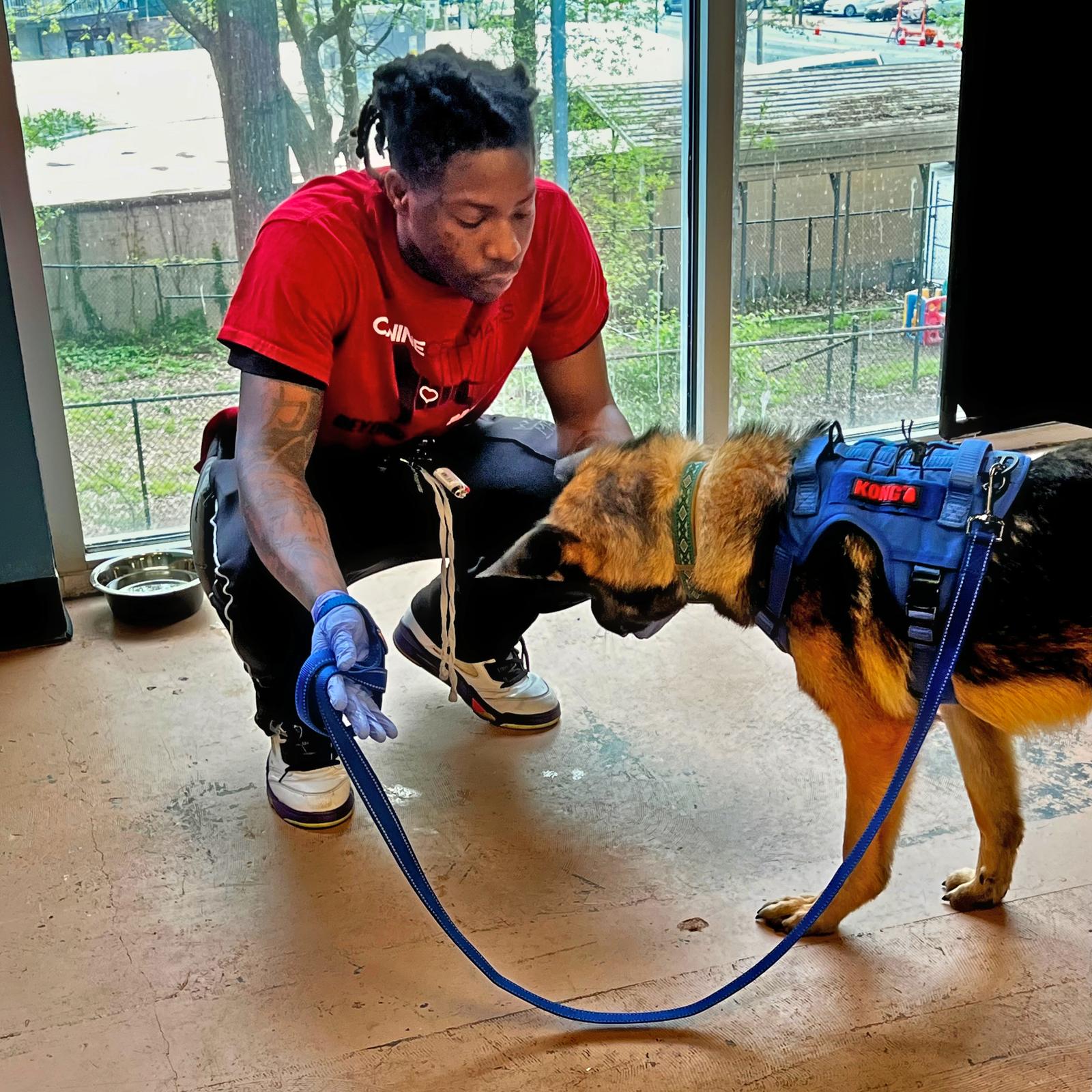 Rocky, Adopted, Young Male German Shepherd Dog.