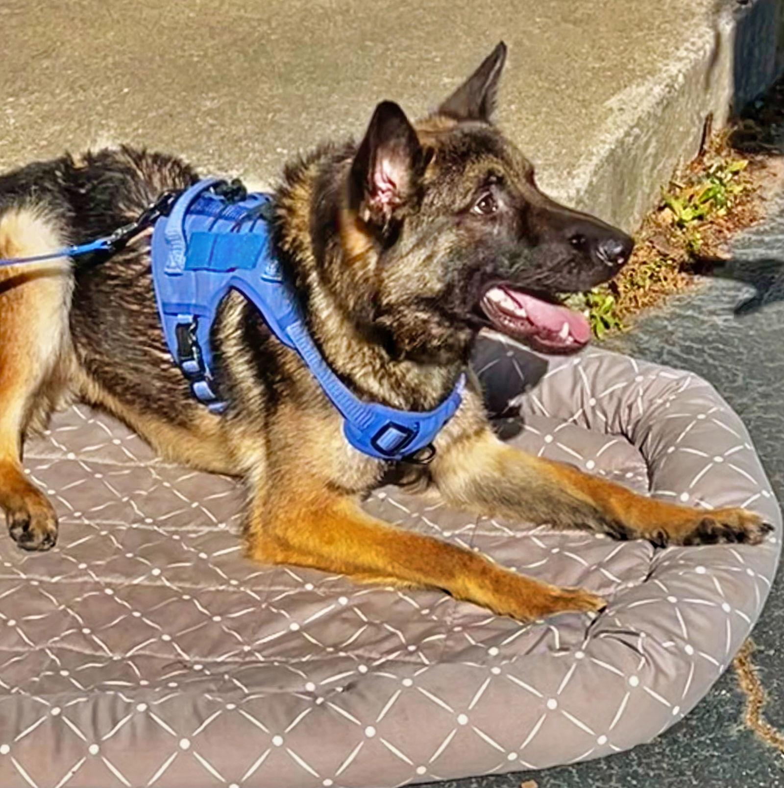 Rocky, Adopted, Young Male German Shepherd Dog.