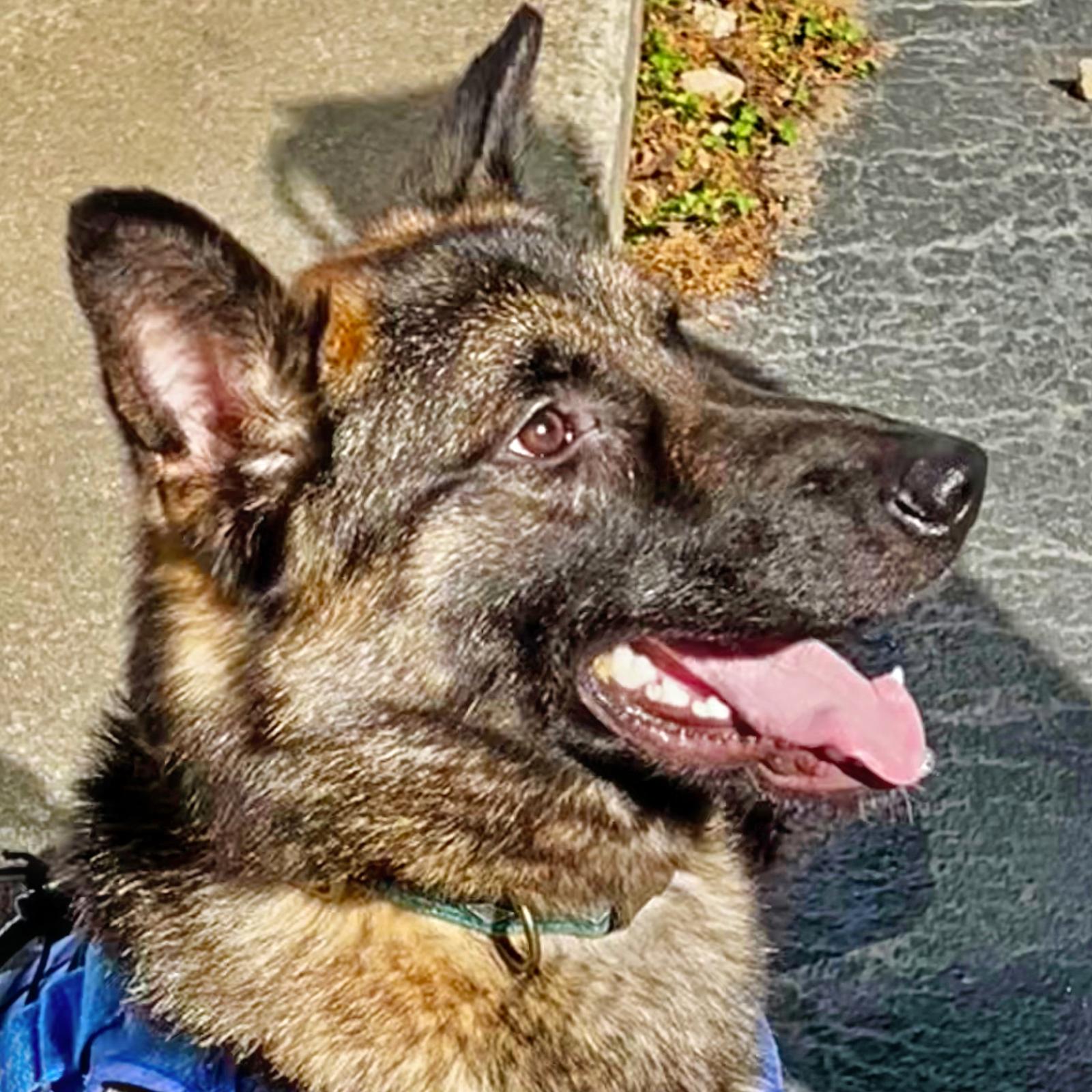 Enlarge Rocky, a Adopted German Shepherd Dog in Atlanta, GA image 3/3