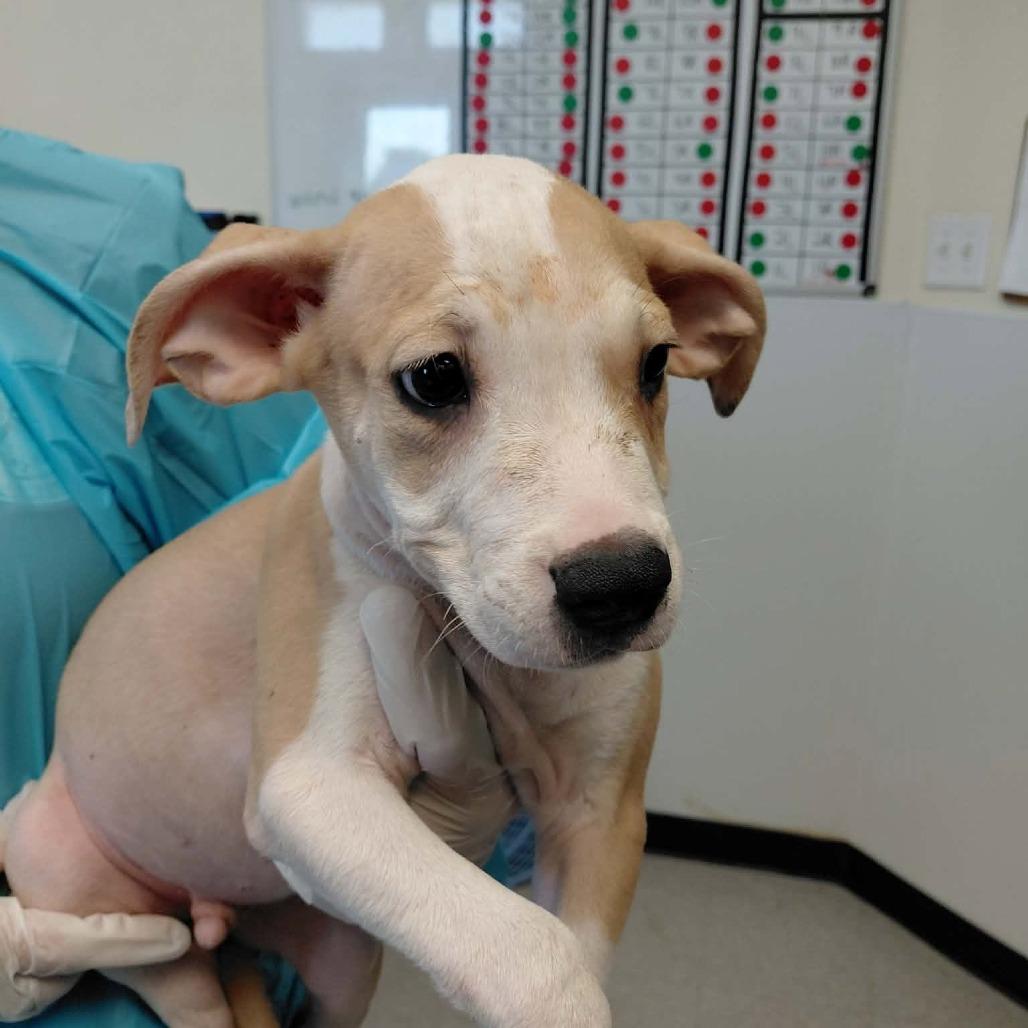 Acorn Cap, Adoptable, Puppy Male American Bulldog & Mixed Breed.