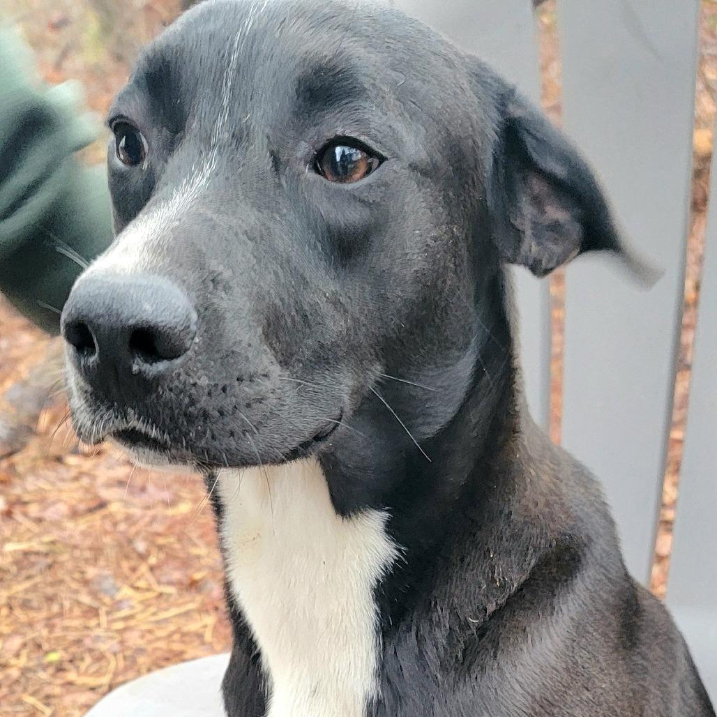 Cobbler, Adoptable, Adult Female Black Labrador Retriever & Mixed Breed.
