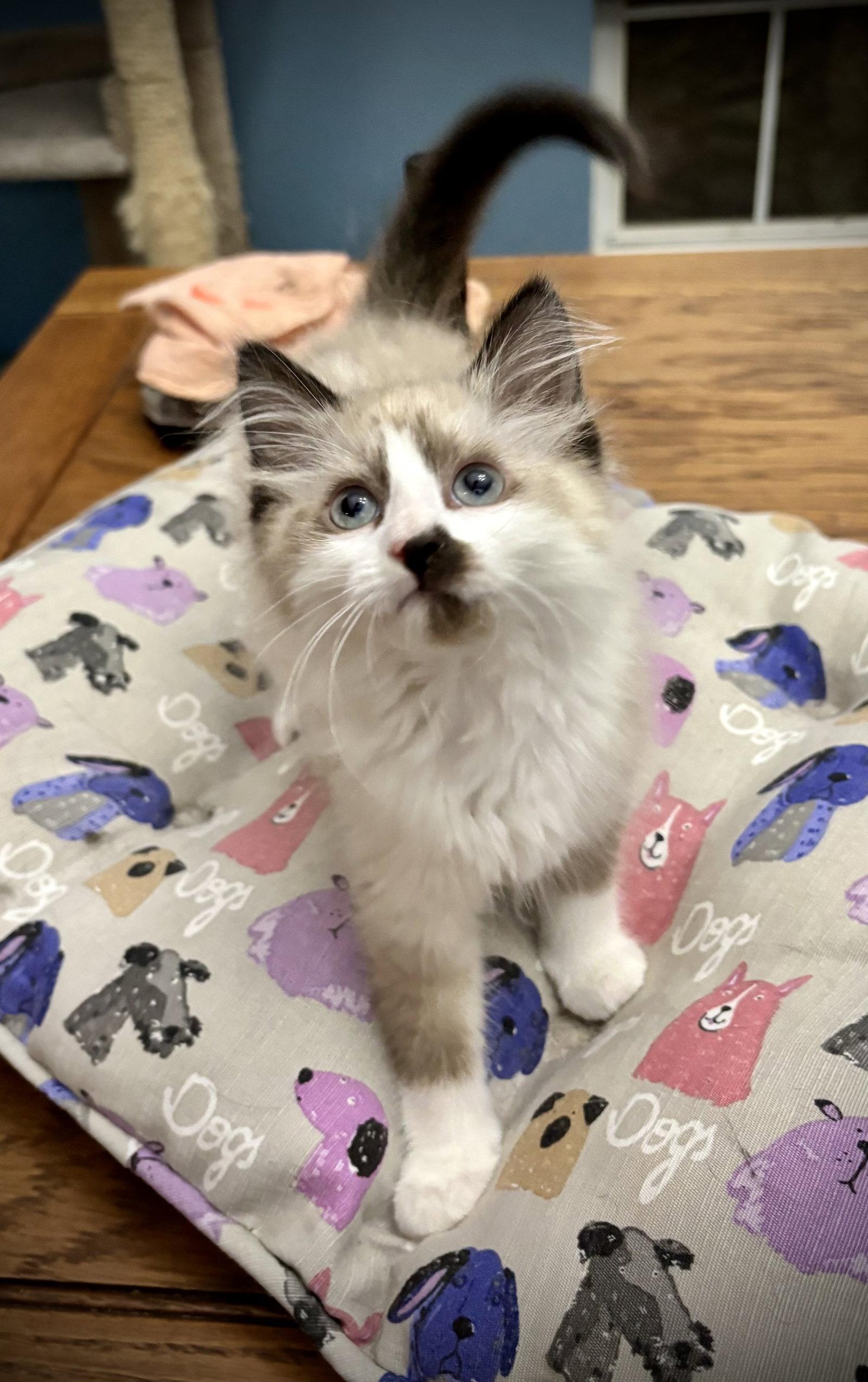 Enlarge Fluffanutter, a Adopted mixed breed in Arlington, TX image 1/2