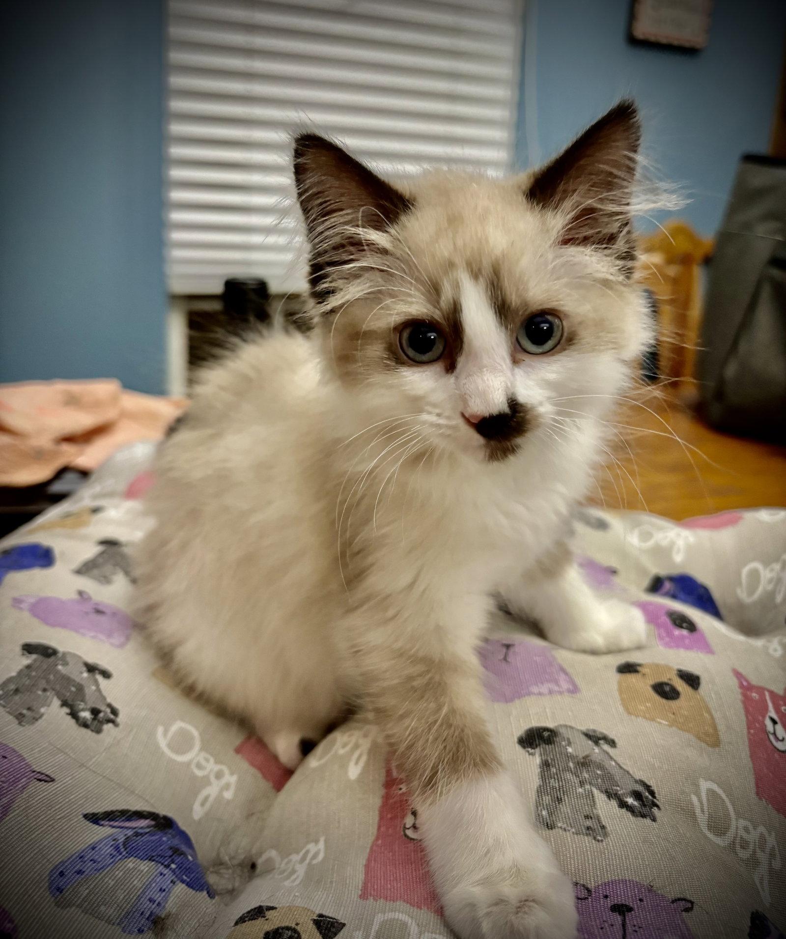 Enlarge Fluffanutter, a Adopted mixed breed in Arlington, TX image 2/2