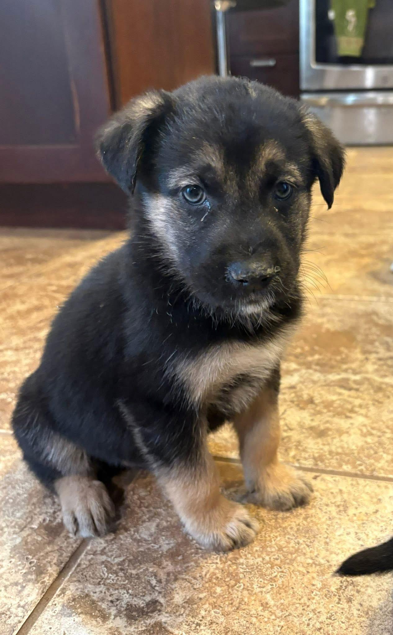 Wallstreet, Adopted, Puppy Male Shepherd & Husky.