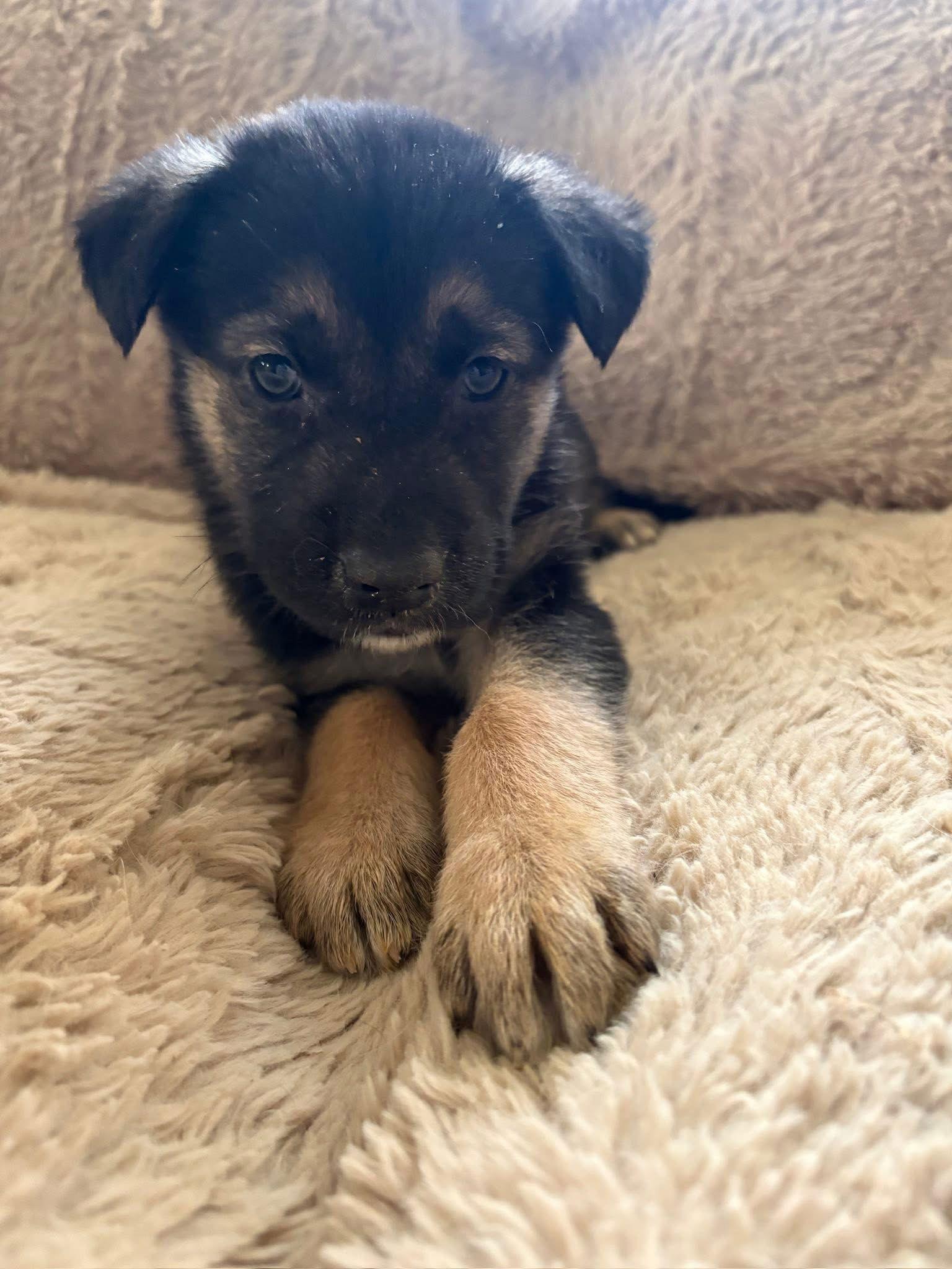 Enlarge Wallstreet, a Adopted mixed breed in Germantown, OH image 2/3