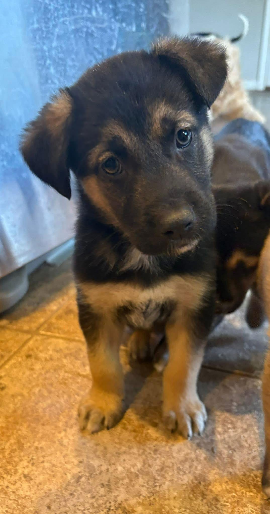 Enlarge Wallstreet, a Adopted mixed breed in Germantown, OH image 3/3