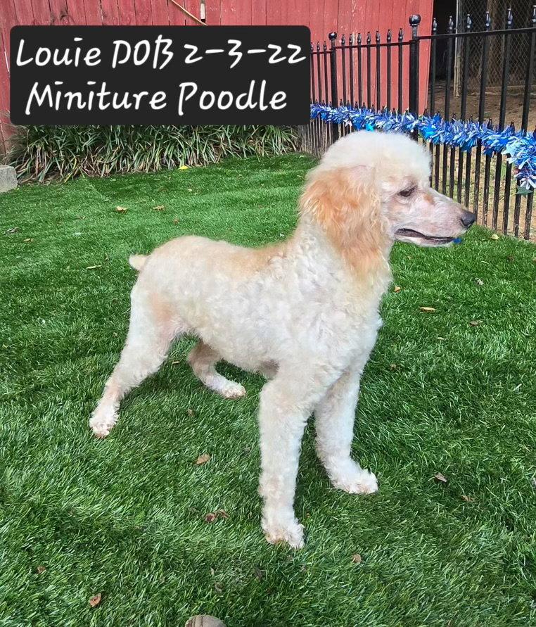 Enlarge Louie, a Adopted Poodle in York, SC image 1/1