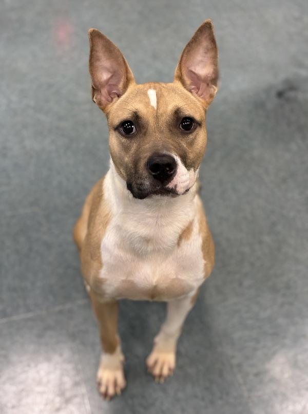 Enlarge Miss Mirage, a Adoptable mixed breed in Richmond, VA image 1/1