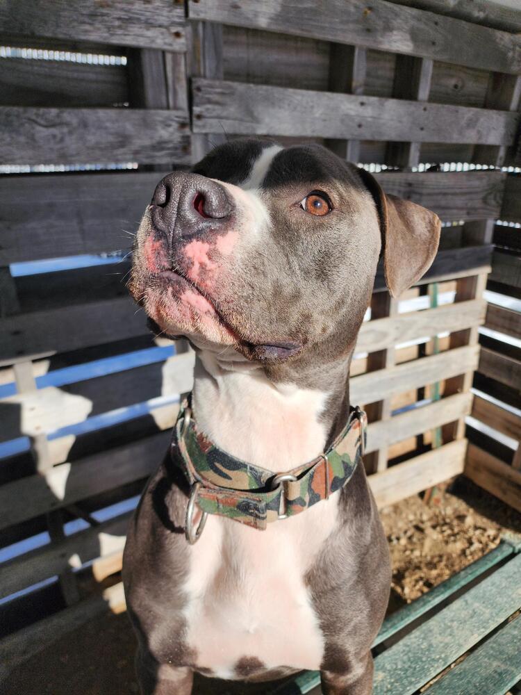 Augustus, Adoptable, Young Male Pit Bull Terrier.