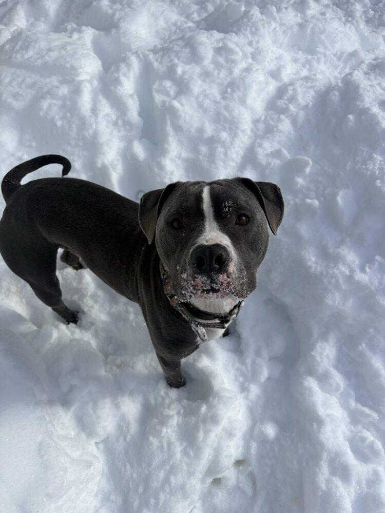 Enlarge Augustus*, a Adoptable mixed breed in Trenton, ME image 3/4