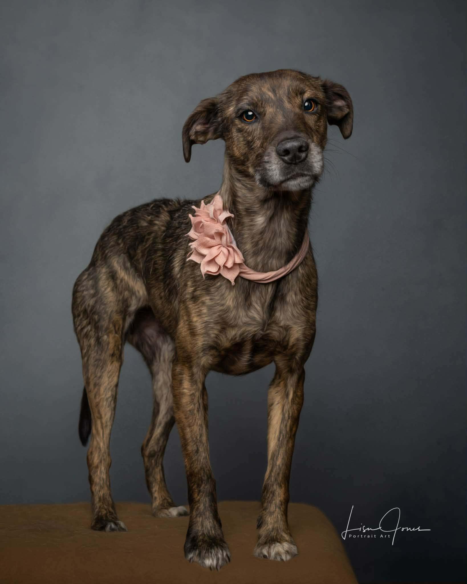 Brandi, ADOPTABLE, Adult Female Mixed Breed.
