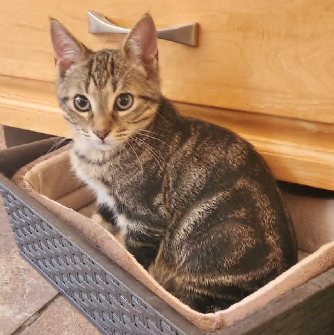 Goofy, Young Male Domestic Short Hair
