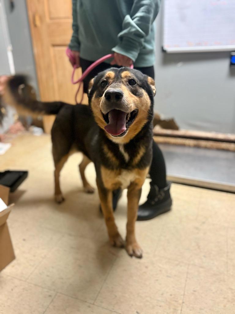 Charzard, Adoptable, Adult Male Shepherd & Mixed Breed.