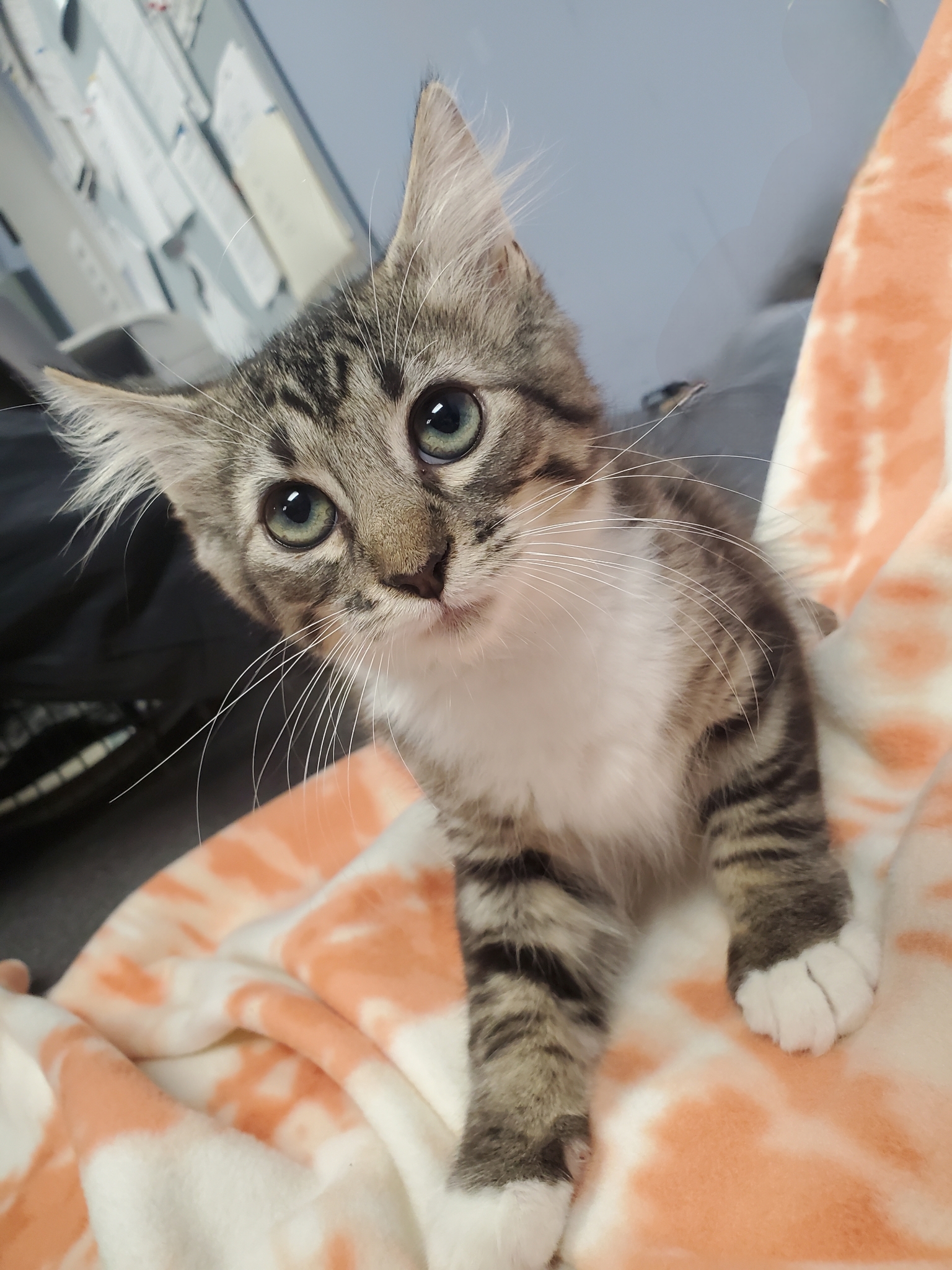 Enlarge Frankie, a Adopted Tabby in farmington , CT image 1/2