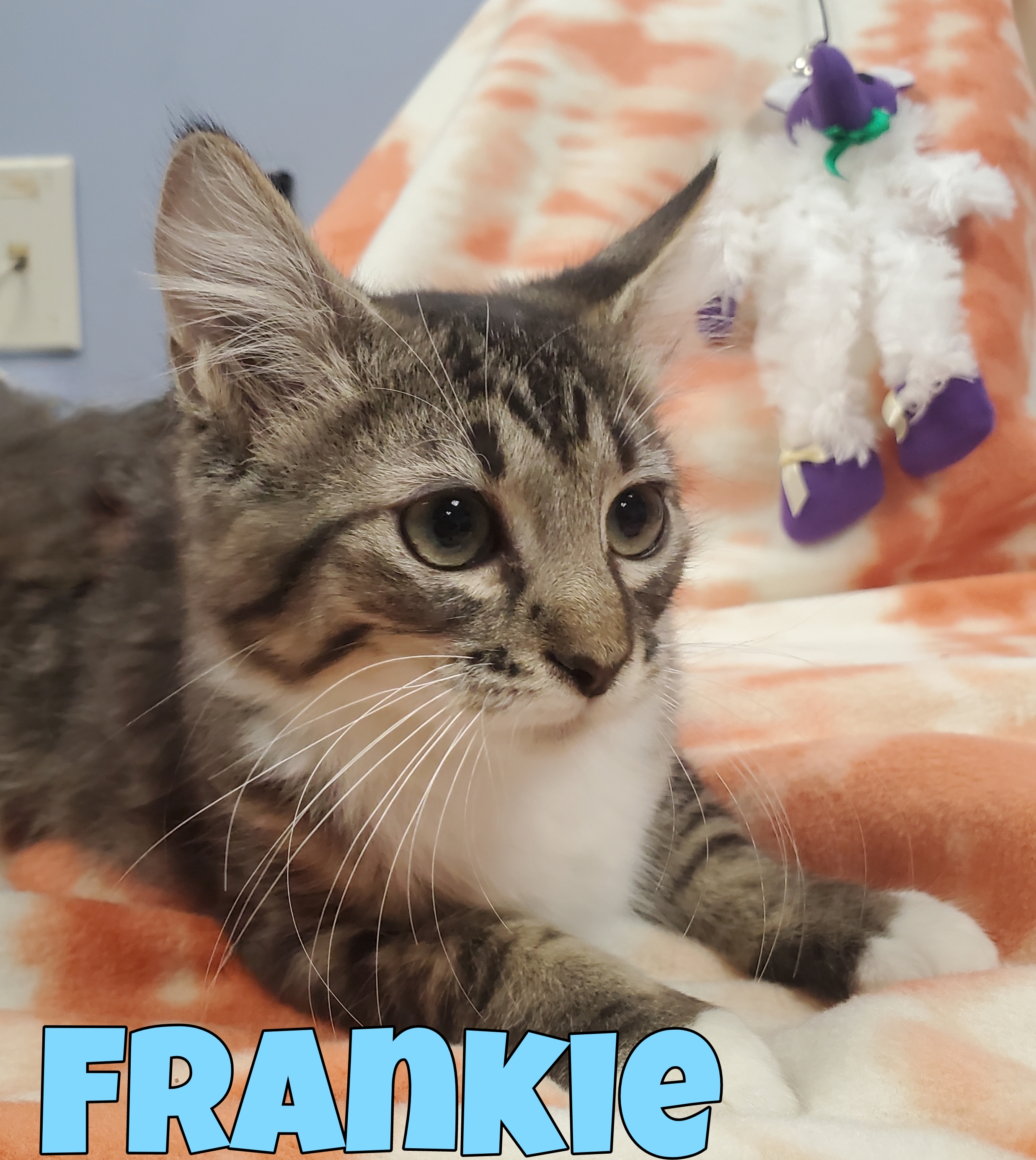Enlarge Frankie, a Adopted Tabby in farmington , CT image 2/2