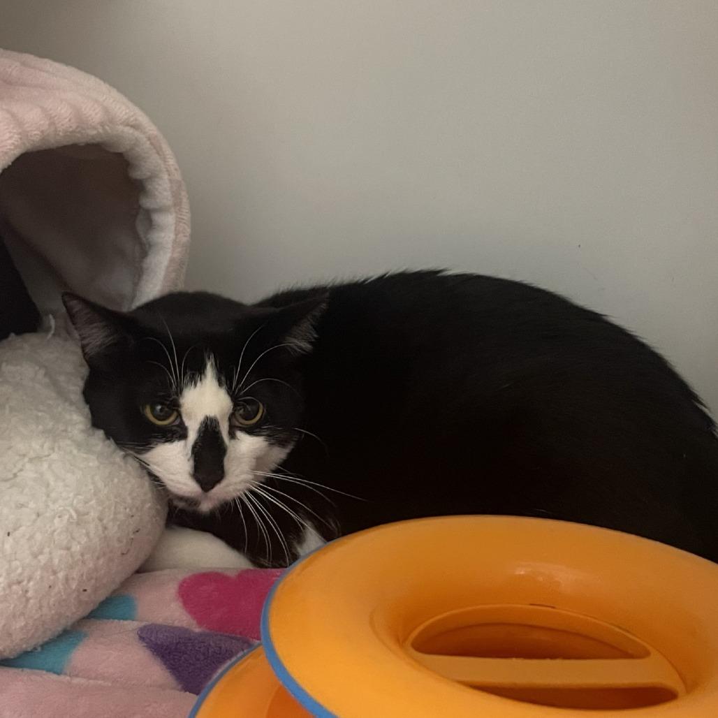 Lola, Adoptable, Young Female Domestic Short Hair.