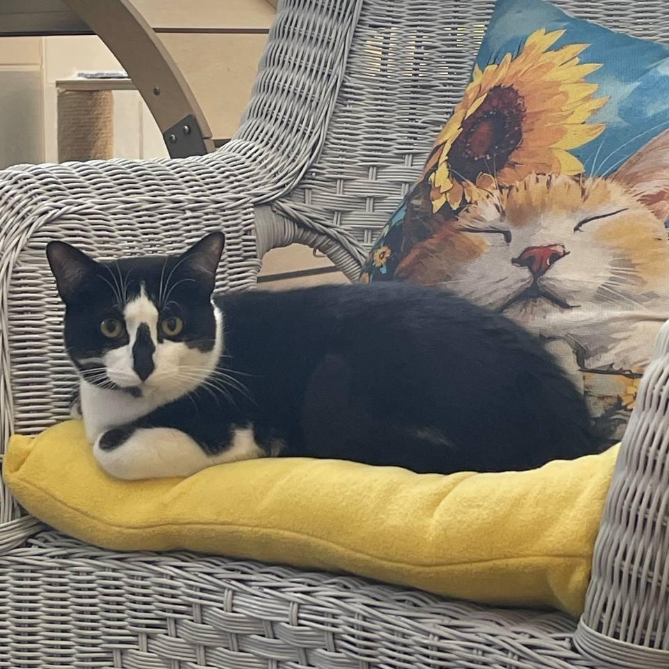 Lola, a Adoptable Domestic Short Hair in Westhampton, NY image 3/6
