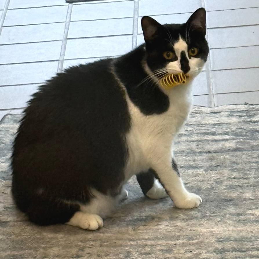 Lola, a Adoptable Domestic Short Hair in Westhampton, NY image 6/6
