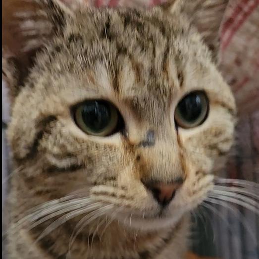 Rafael, Adoptable, Adult Male Domestic Short Hair.