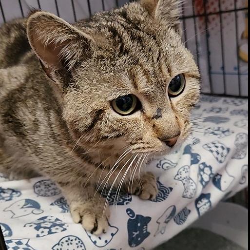 Enlarge Rafael, a Adoptable Domestic Short Hair in North Myrtle Beach, SC image 2/2