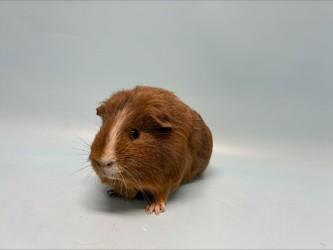 Gimli, Adoptable, Adult Male Guinea Pig & Guinea Pig.
