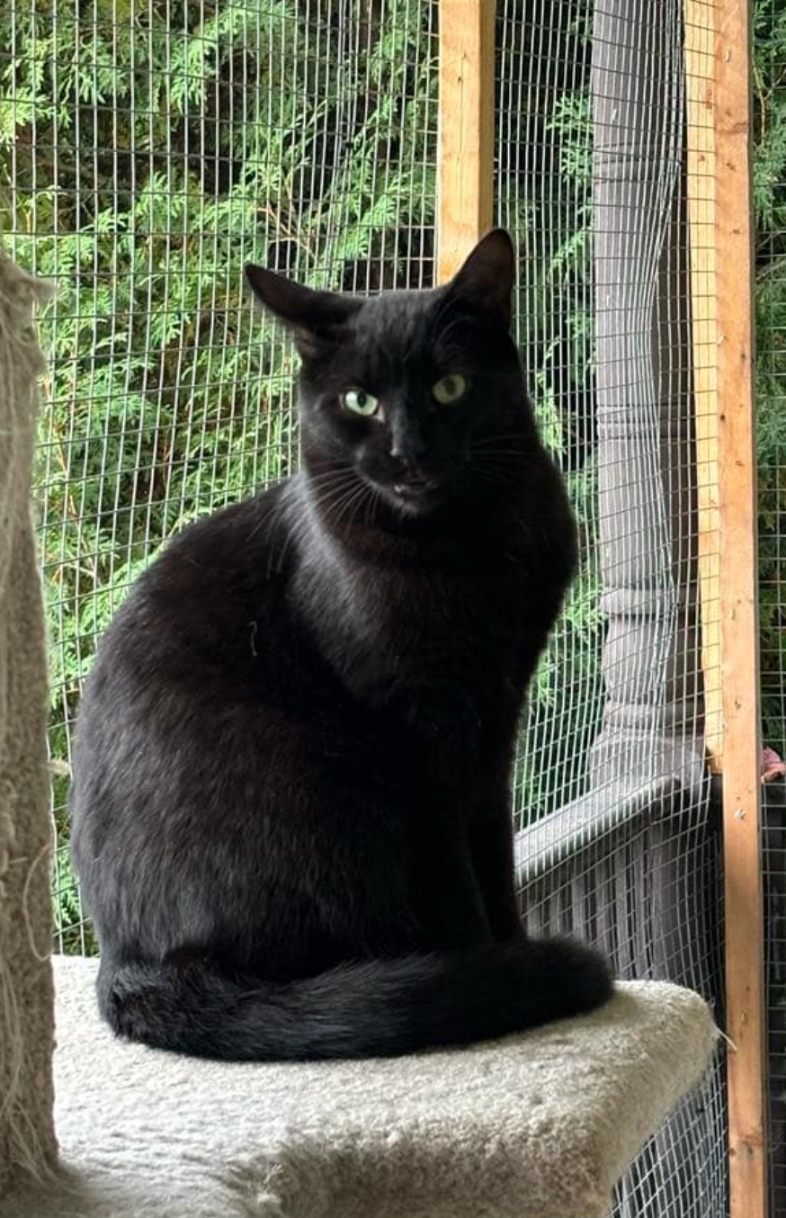 Bagheera