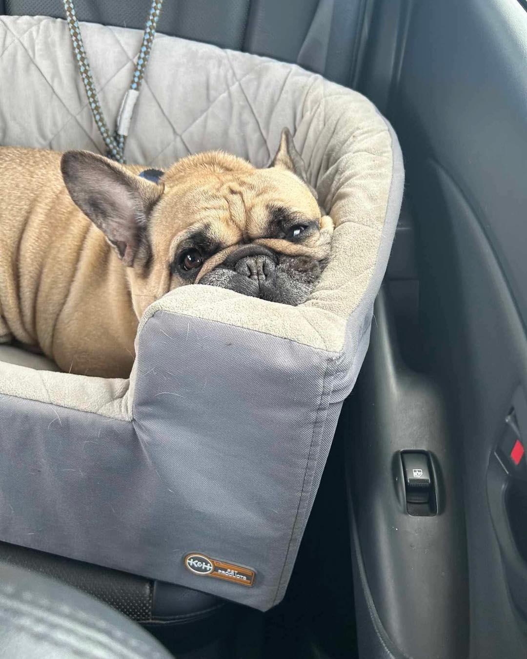 HENRY, a Adopted French Bulldog in Calgary, AB image 3/5