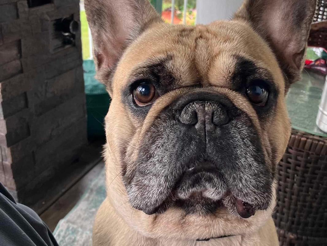 HENRY, a Adopted French Bulldog in Calgary, AB image 1/5