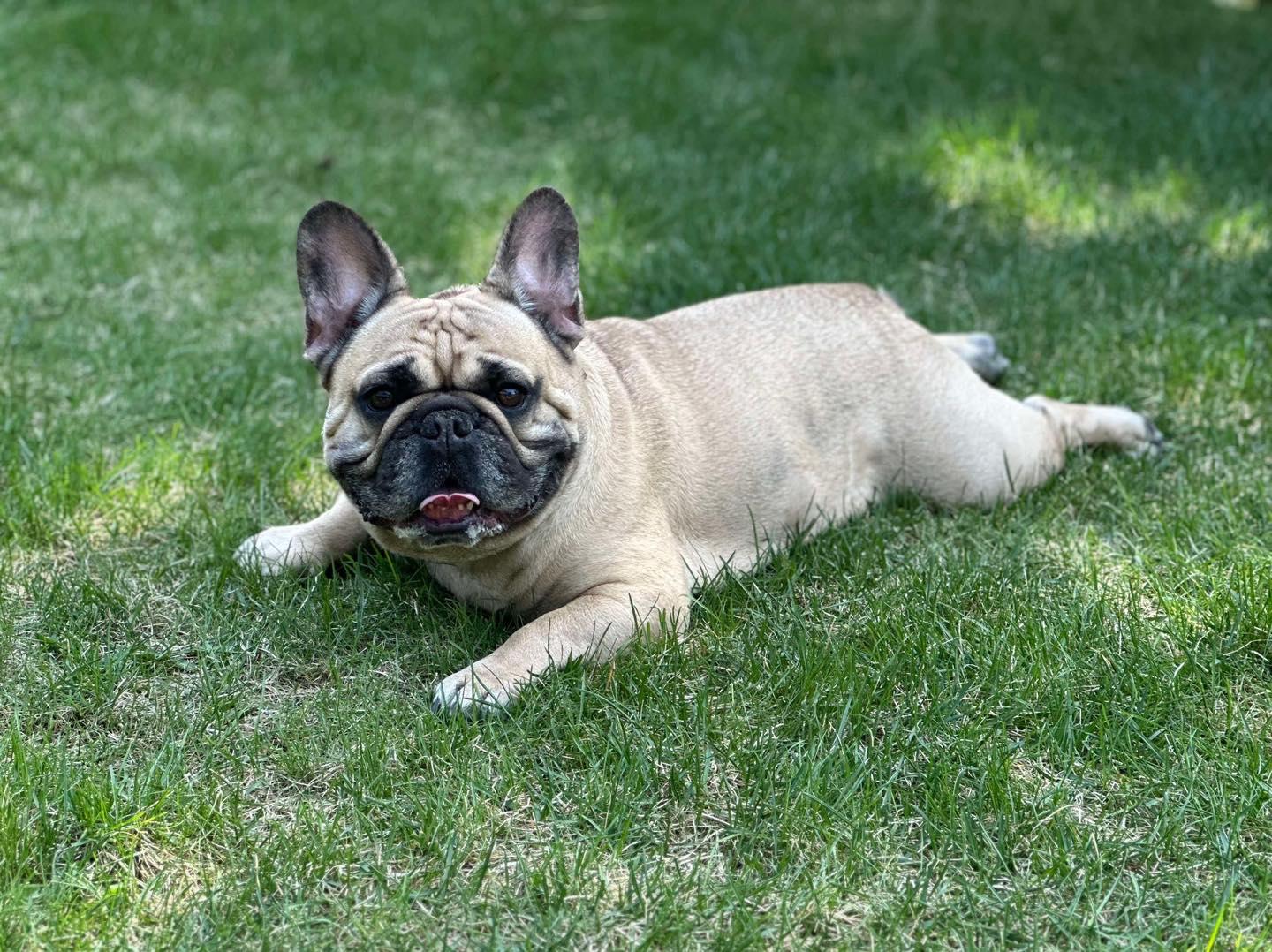 HENRY, a Adopted French Bulldog in Calgary, AB image 4/5