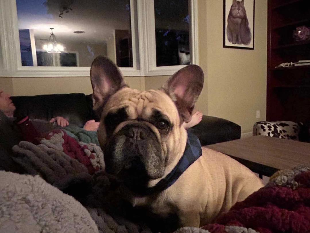 HENRY, a Adopted French Bulldog in Calgary, AB image 5/5
