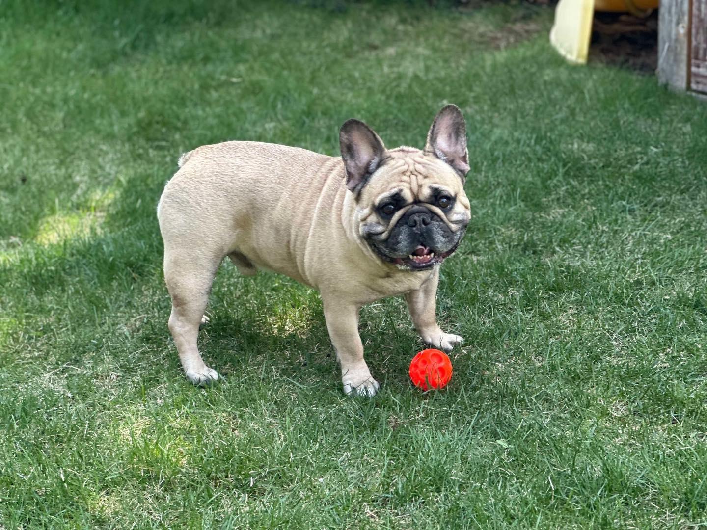 HENRY, a Adopted French Bulldog in Calgary, AB image 2/5