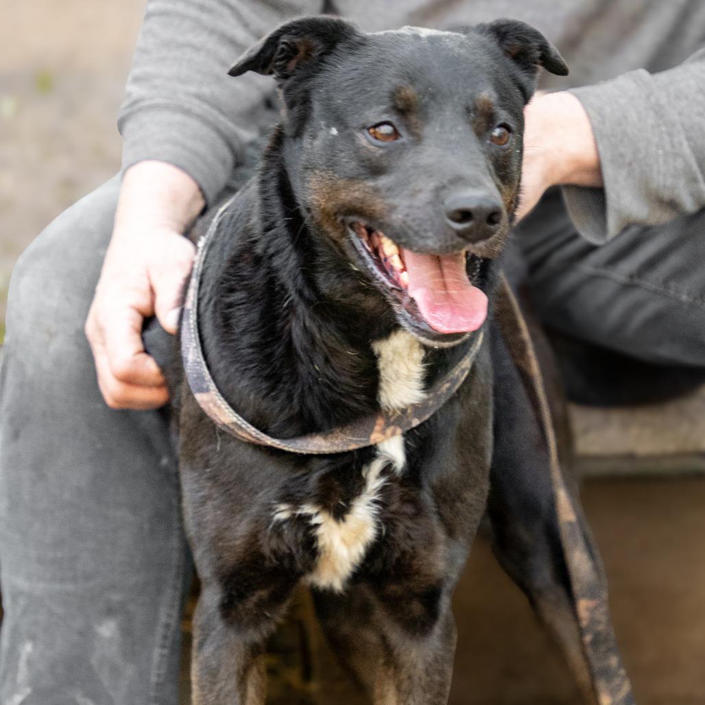 CRUNCHY MOJO — thumbnail 3