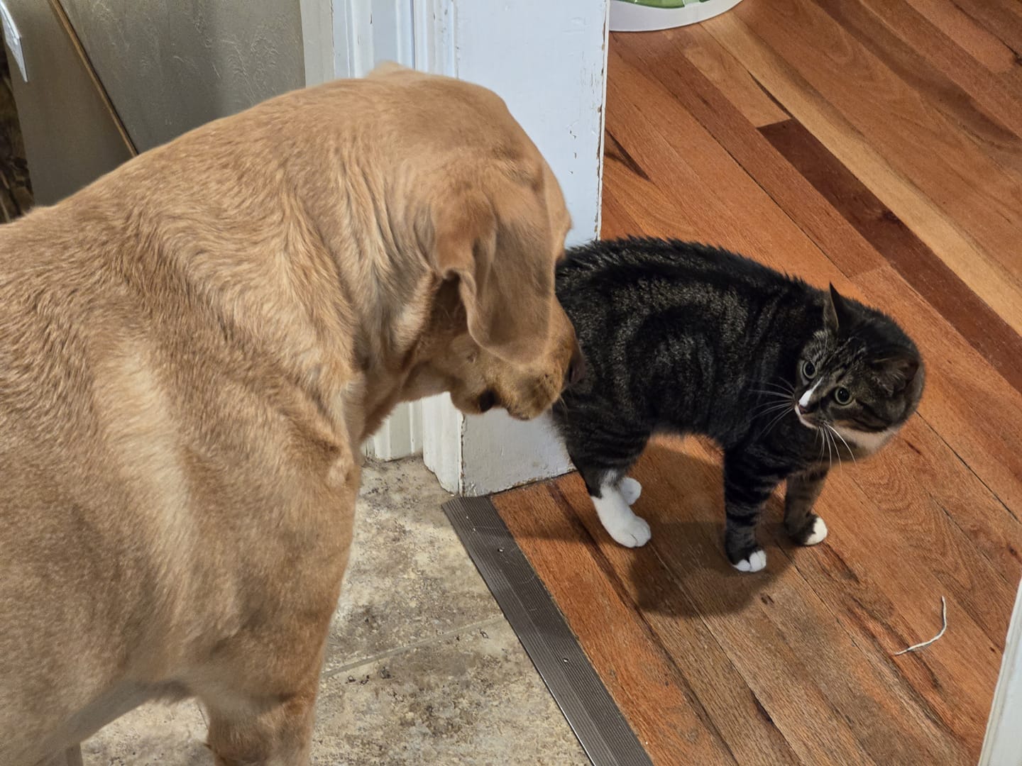 Enlarge HAZE, a Adoptable mixed breed in Lincoln, NE image 2/6