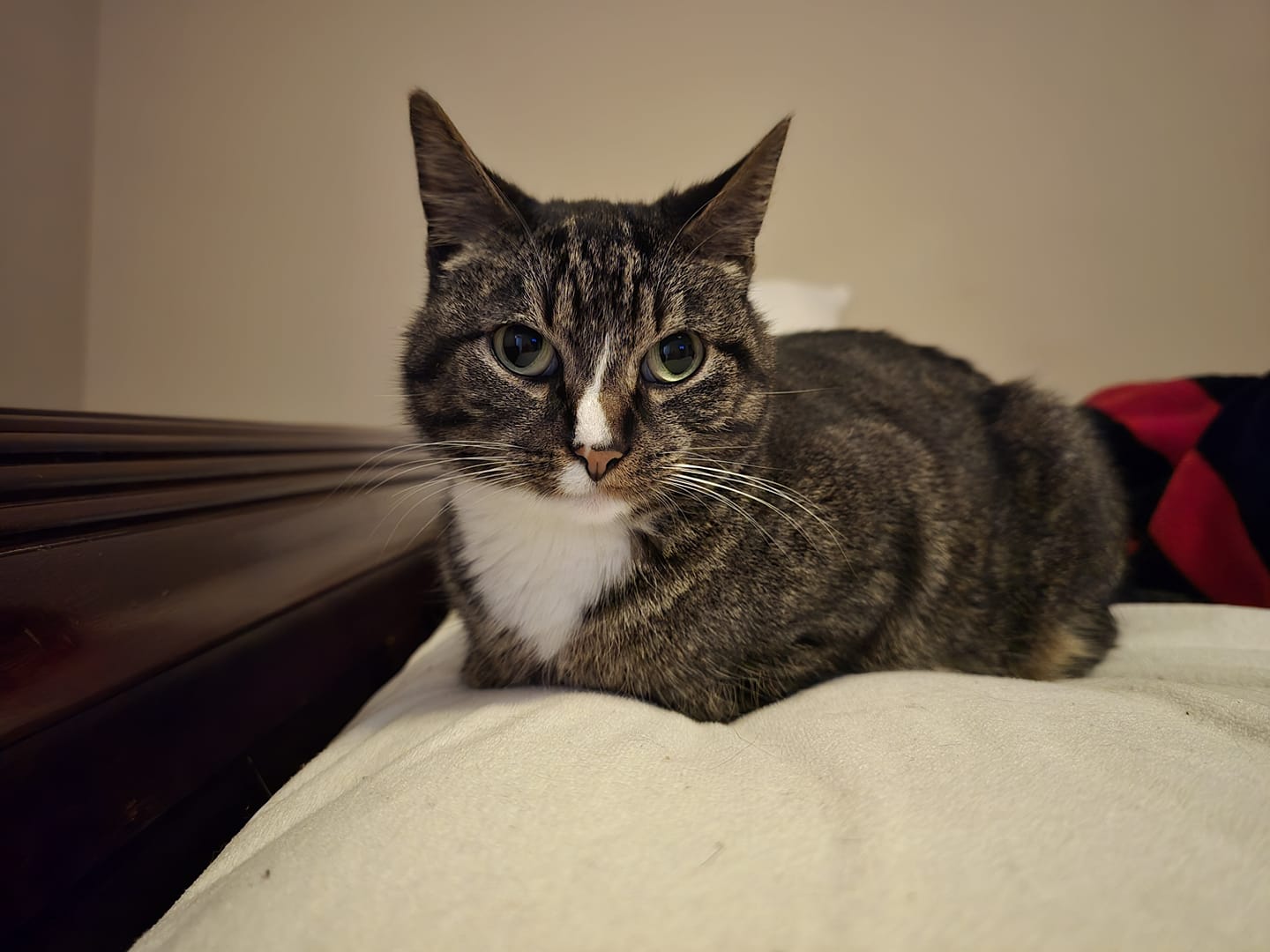 Enlarge HAZE, a Adoptable mixed breed in Lincoln, NE image 3/6