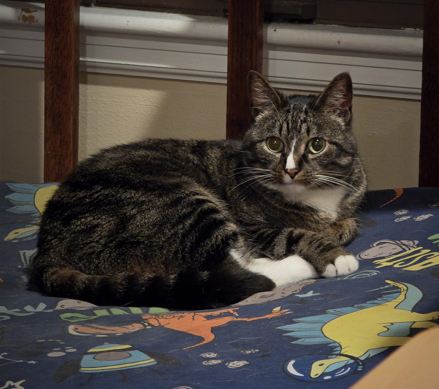 Enlarge HAZE, a Adoptable mixed breed in Lincoln, NE image 4/6