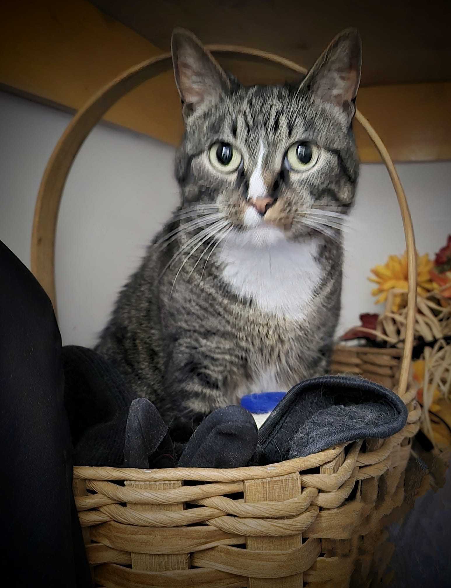 Enlarge HAZE, a Adoptable mixed breed in Lincoln, NE image 1/6