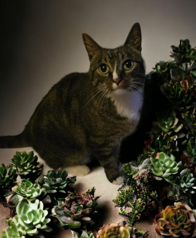 Enlarge HAZE, a Adoptable mixed breed in Lincoln, NE image 5/6