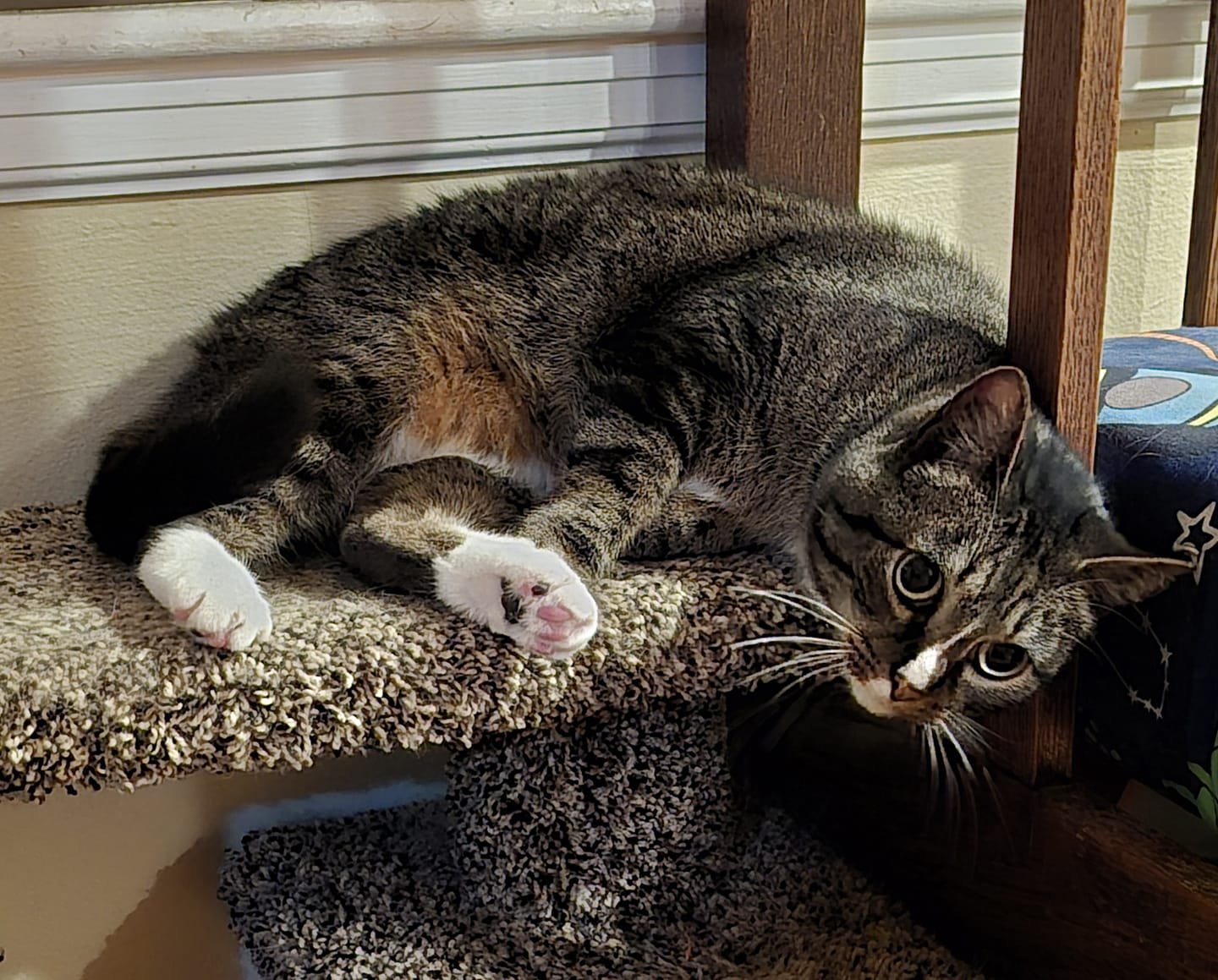 Enlarge HAZE, a Adoptable mixed breed in Lincoln, NE image 6/6