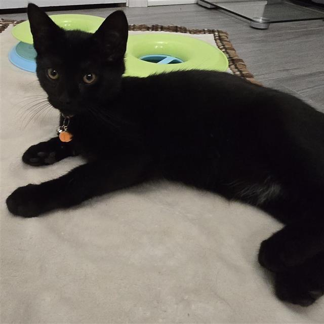 Enlarge Calvin, an adopted Domestic Short Hair in Danbury, CT image 1/1