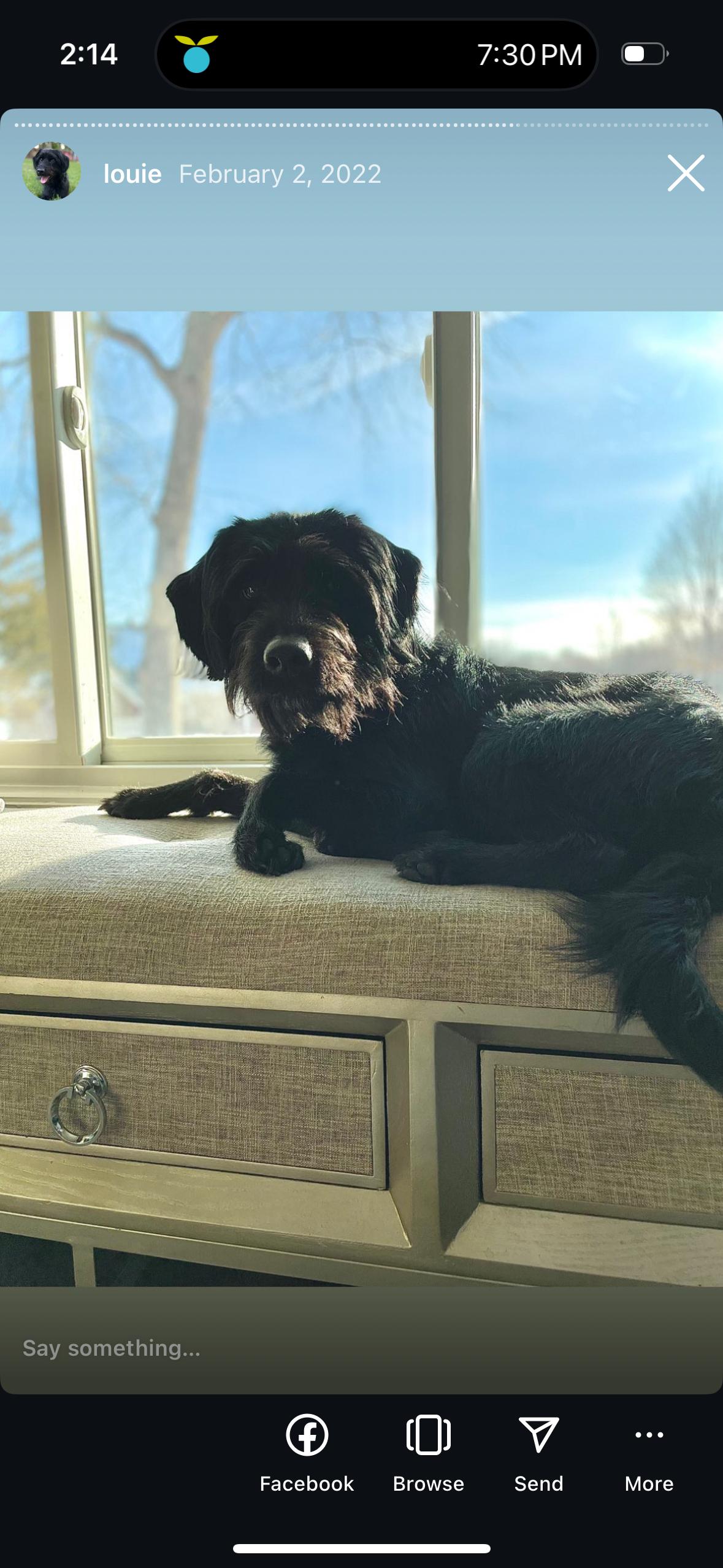 Enlarge Louie, a Adoptable mixed breed in Buffalo, MN image 1/3