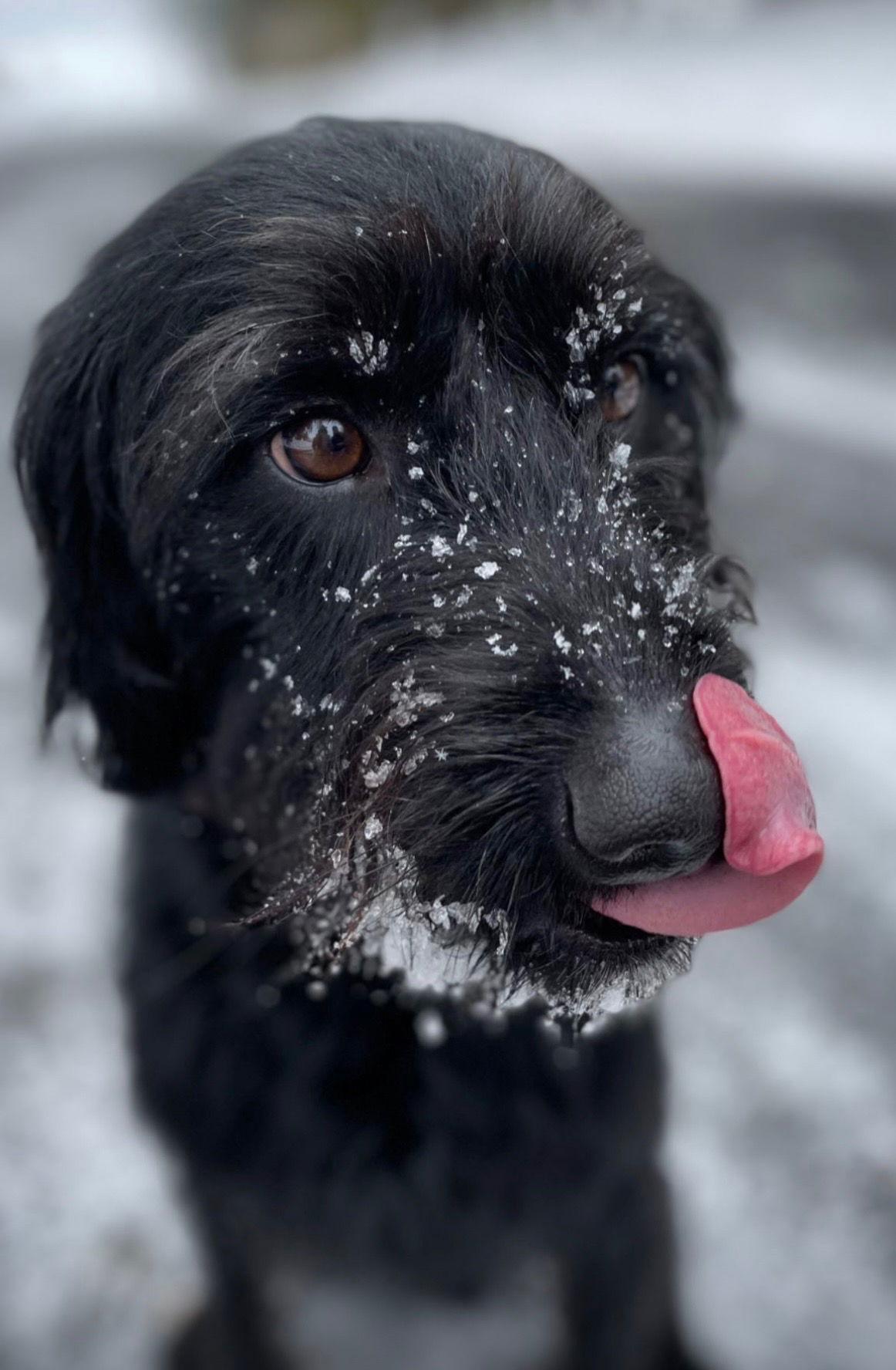 Enlarge Louie, a Adoptable mixed breed in Buffalo, MN image 2/3