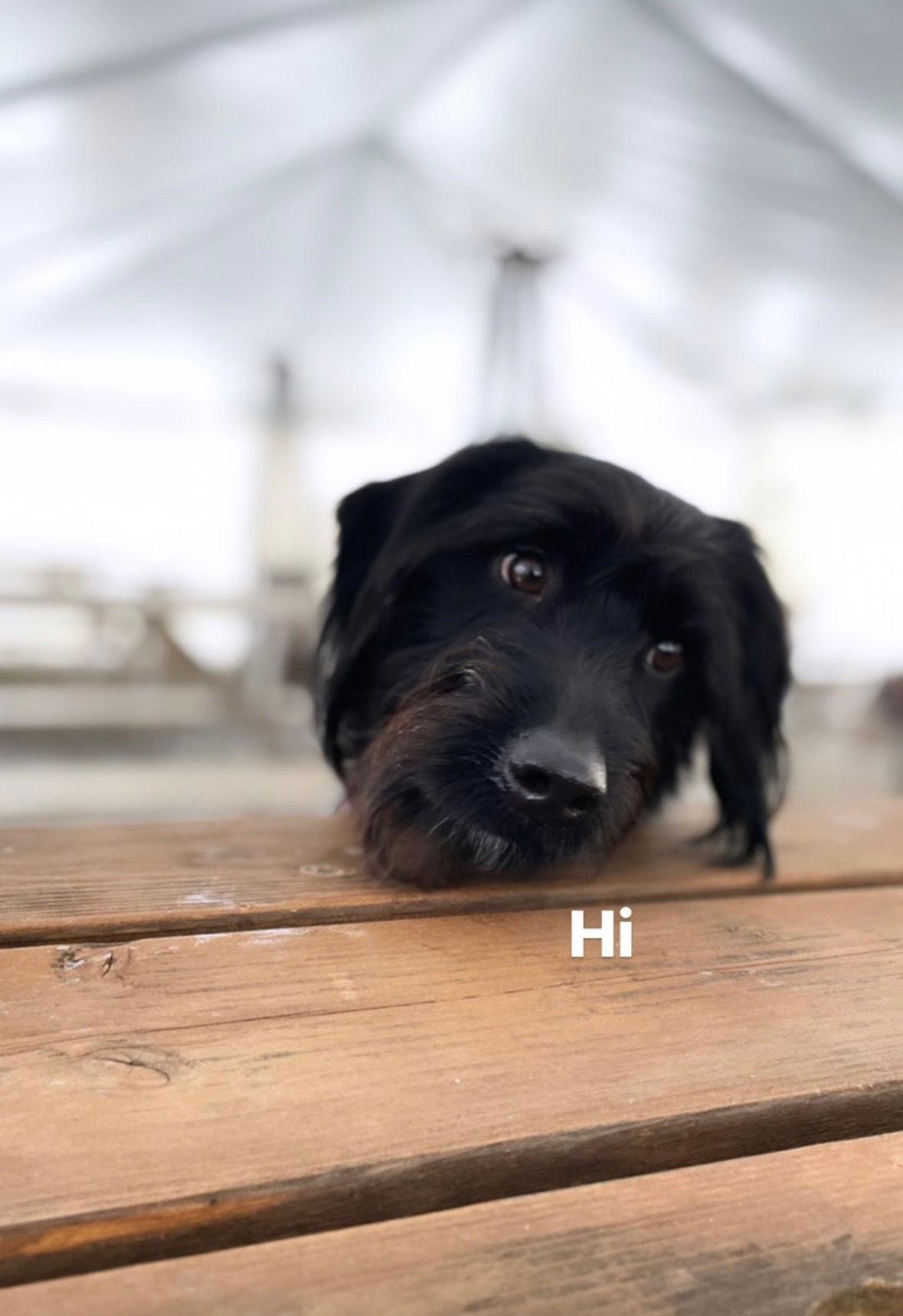 Enlarge Louie, a Adoptable mixed breed in Buffalo, MN image 3/3