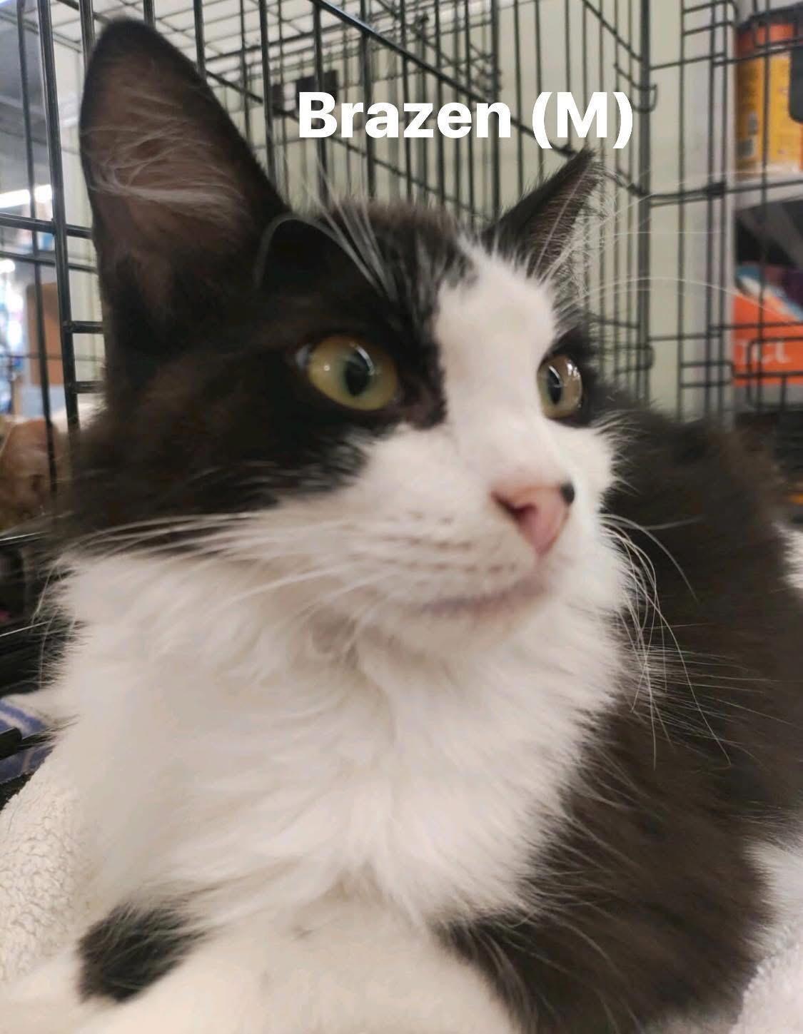 Enlarge Brazen (M), an adopted Domestic Short Hair in staten island, NY image 1/2