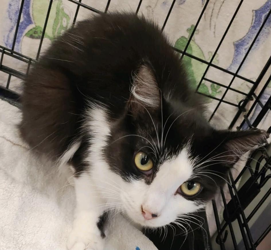 Enlarge Brazen (M), an adopted Domestic Short Hair in staten island, NY image 2/2