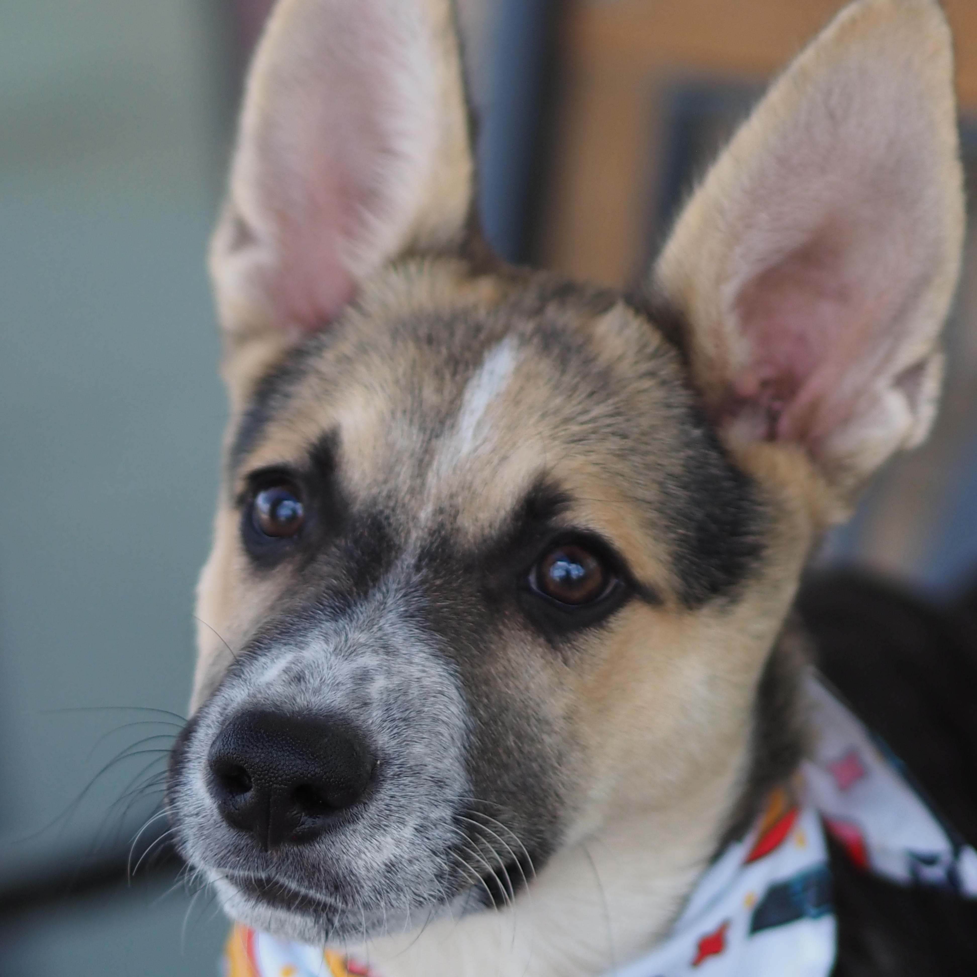 Enlarge Dingo, a Adoptable mixed breed in Buena Vista, CO image 3/4