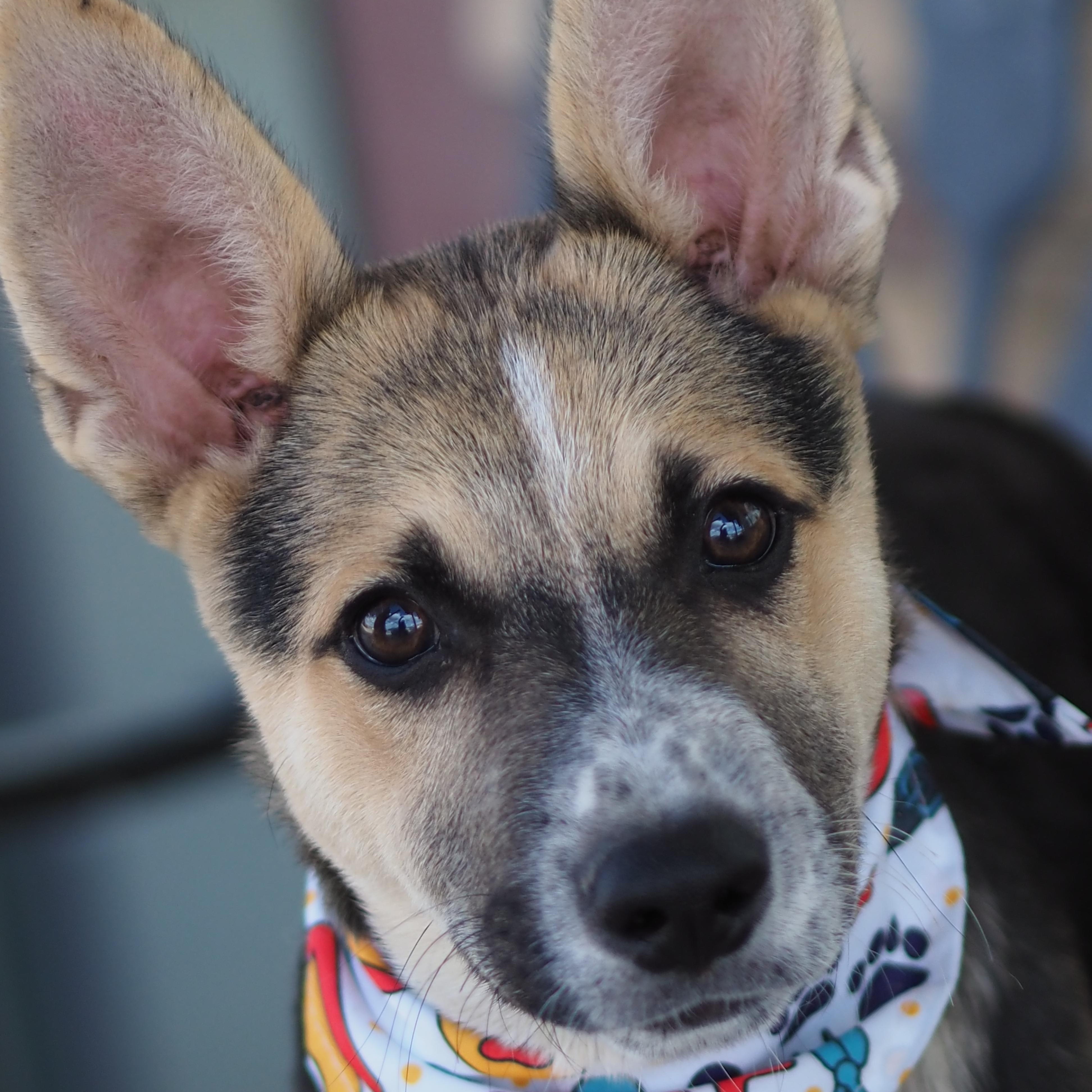 Enlarge Dingo, a Adoptable mixed breed in Buena Vista, CO image 4/4