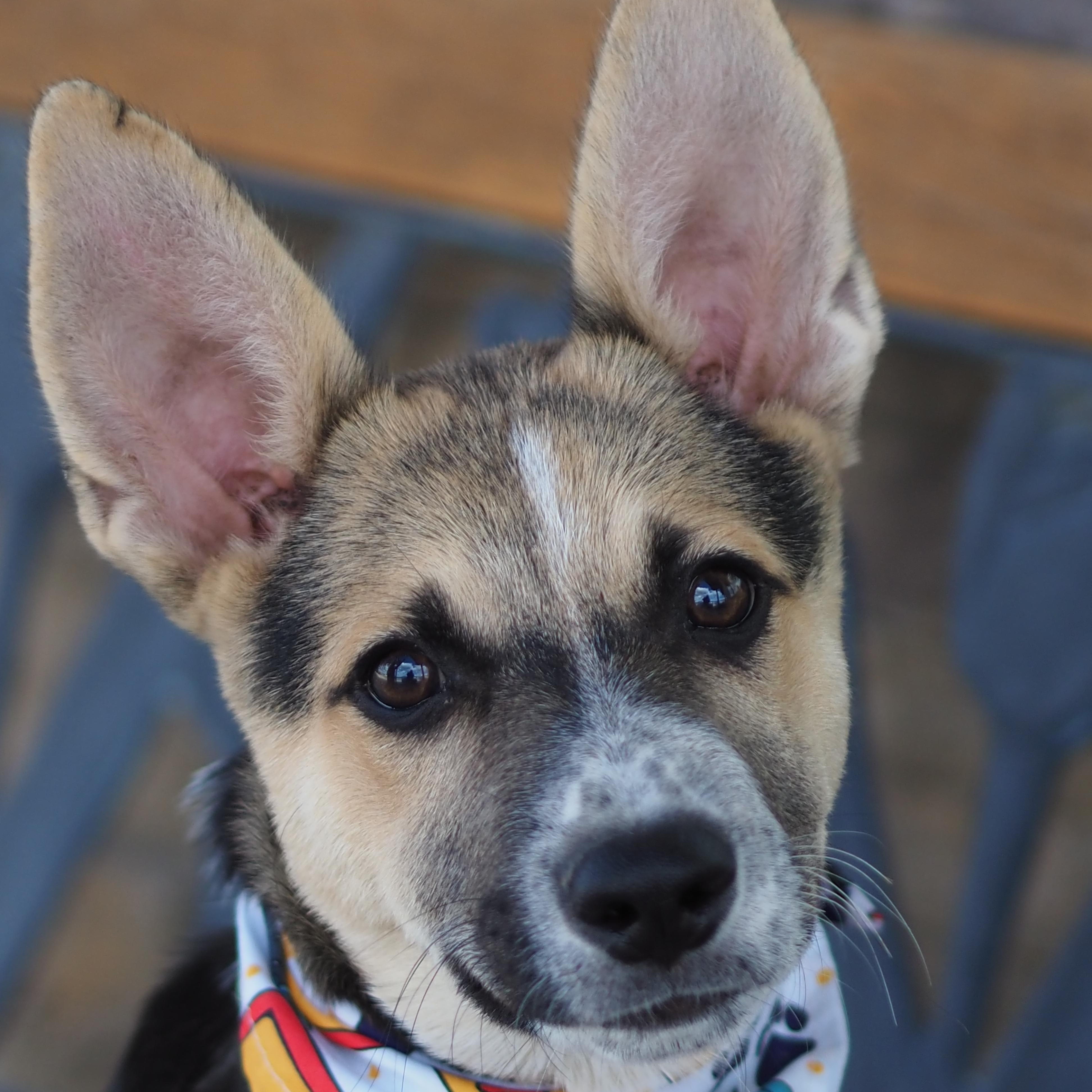 Enlarge Dingo, a Adoptable mixed breed in Buena Vista, CO image 1/4