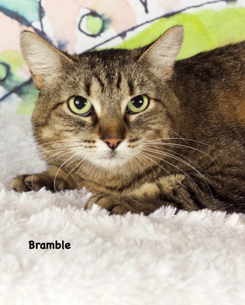 Enlarge Bramble, a Adoptable mixed breed in Gilbert, AZ image 1/1